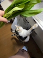 chiko