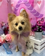 chiko