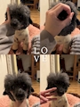 chiko