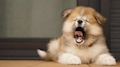 のあ
