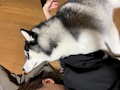 ほのか