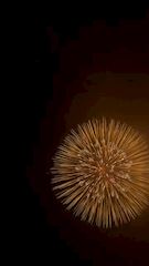 新着ブログ 花火見れたぞ～❗️