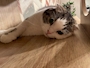 chiko