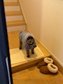 chiko
