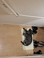 chiko