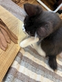chiko