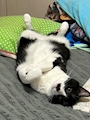 chiko