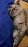 chiko