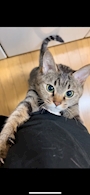 chiko