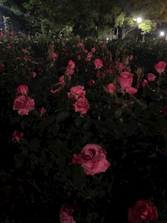 毎日ブログ更新するよ.ᐟ‪.ᐟ🎀