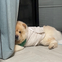 もえか