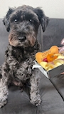 chiko