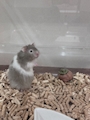 chiko