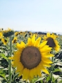 新着ブログ ヒマワリ🌻
