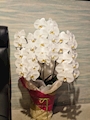 新着ブログ お花サプライズ