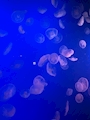 新着ブログ 江ノ島🐟