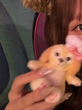 みみ
