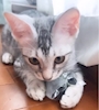 chiko