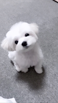 りん