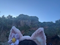 ひな
