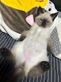 chiko