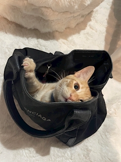 プロフィール写真6・🐈⬛ 𝖱𝗂𝗈𝗇𝖺 🐾|CLUB RICH・リッチ - 三重 四日市のキャバクラ