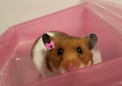 かれん