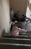 みほ