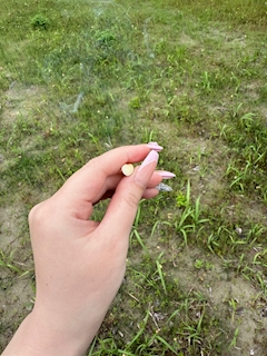 ひな