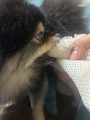 新着ブログ 🐶💖