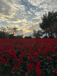 🌹