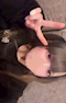 プロフィール写真2・おじょう｜ぱるぷんて - 東武宇都宮のコンカフェ