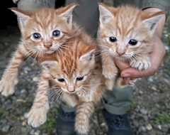 めい「かわいいねこさん🐱✨」