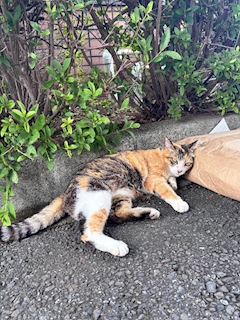なつき
