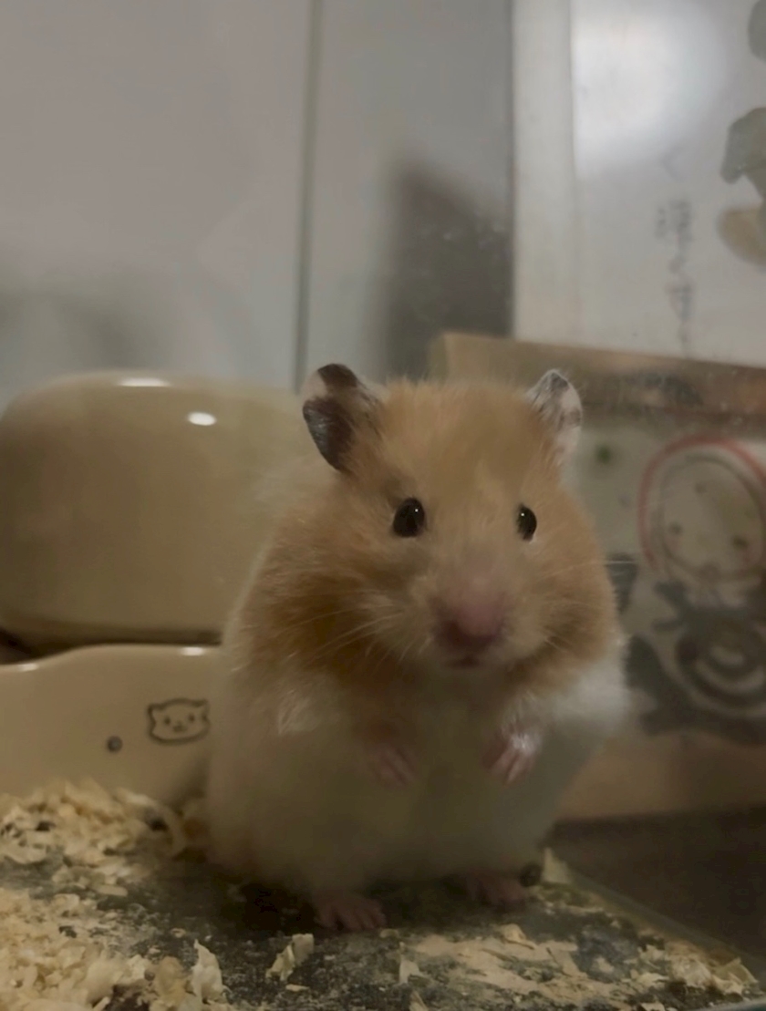エミリ