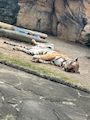 新着ブログ 動物園🦁