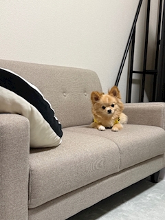 れい