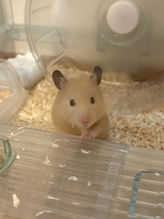 なの