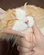 りん
