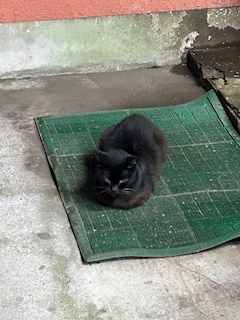 じゅん