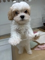 こうだい
