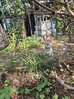 いちか
