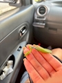 新着ブログ カマキリ