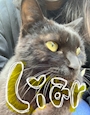 chiko