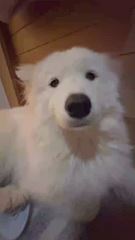 はんぺん