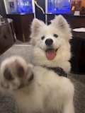 はんぺん