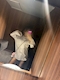 プロフィール写真6・はな　シュシュ新橋烏森口店｜ChouChou Shinbashi・シュシュ新橋烏森口店 - 新橋のキャバクラ