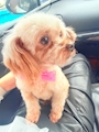 chiko