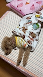 新着ブログ さいきんの自分