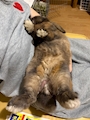 chiko